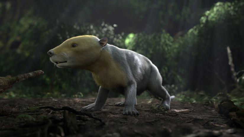The ancient Taeniolabis mammal, which lived in the aftermath of after the mass extinction that wiped out the dinosaurs 66 million years ago, is seen in a CGI rendering taken from the PBS NOVA special, Rise of the Mammals, released Oct 24, 2019. HHMI Tangled Bank Studios/Handout via REUTERS