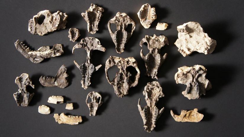 Fossilized mammal skull fossils and lower jaw retrieved from the Corral Bluffs site in Colorado dating from the aftermath of the mass extinction of species 66 million years ago is seen in a picture released October 24, 2019. HHMI Tangled Bank Studios/Handout via REUTERS