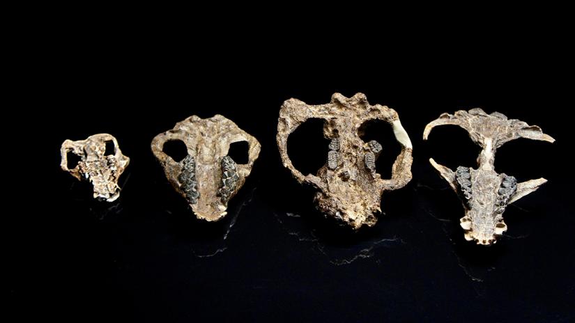 A collection of four fossilized mammal skulls collected from the Corral Bluffs site in Colorado - dating from the aftermath of the mass extinction of species 66 million years ago Ð includes, left to right, Loxolophus, Carsioptychus, Taeniolabis, Eoconodon, in a picture released Oct 24, 2019. HHMI Tangled Bank Studios/Handout via REUTERS