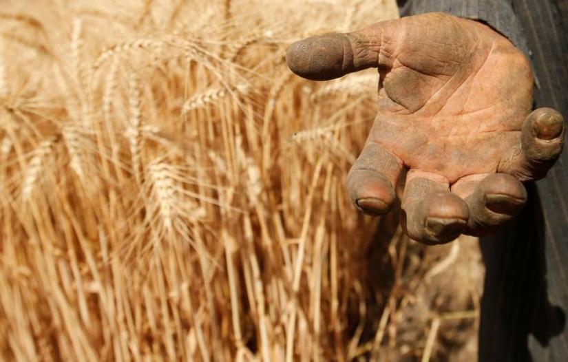 A farmer shows his hand as he harvests wheat on Qalyub farm in the El-Kalubia governorate, northeast of Cairo, Egypt May 1, 2016. REUTERS/File Photo
