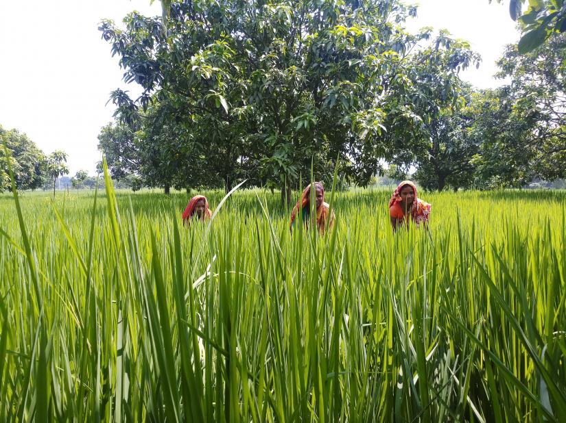 Three ethnic women work as farm labourers in a paddy field that is soon to be turned into a mango orchard, in Naogaon district, Bangladesh, on September 21, 2019. Thomson Reuters Foundation