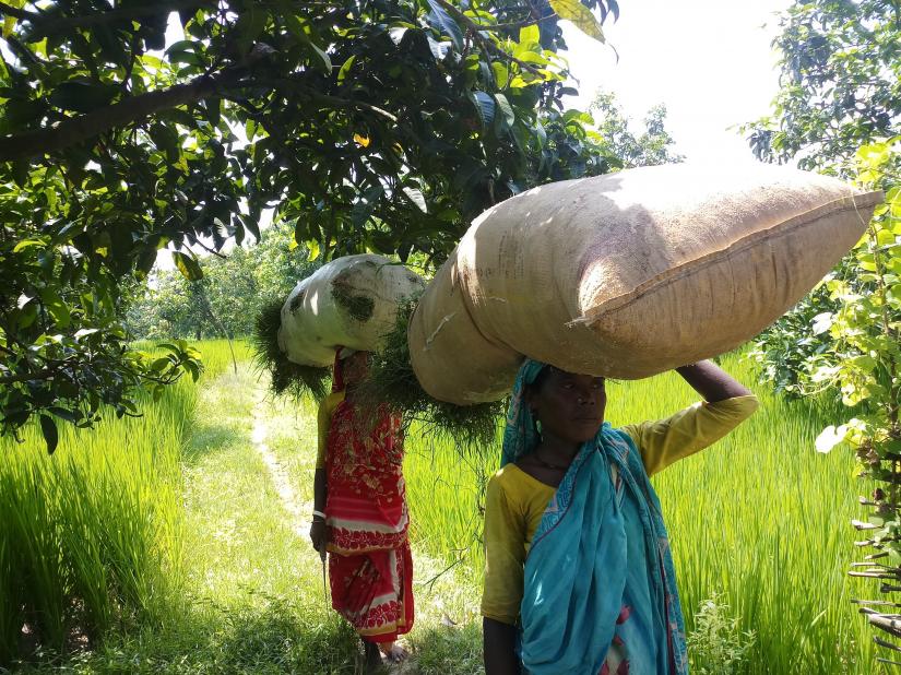 Two ethnic women collect grass to feed their cattle as they struggle with a lack of work in drying-up rice fields in Naogaon district, Bangladesh, on September 21, 2019. Thomson Reuters Foundation