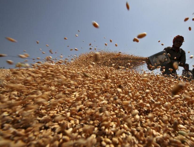 A worker spreads wheat crop for drying at a wholesale grain market in the northern Indian city of Chandigarh Apr 22, 2015. REUTERS