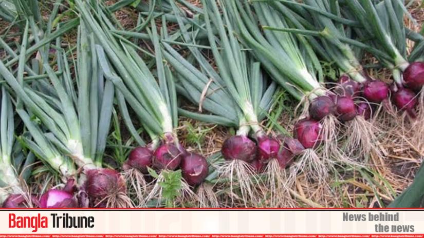 Locally grown onions are expected to hit the market soon with farmers eyeing fair prices given the skyrocketing price of the kitchen staple.