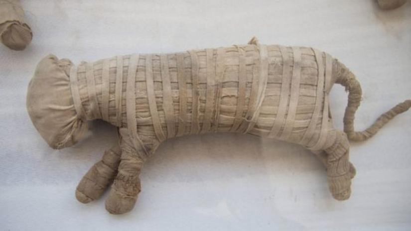 Archaeologists suspect two of the mummified animals are lion cubs. PHOTO: Reuters