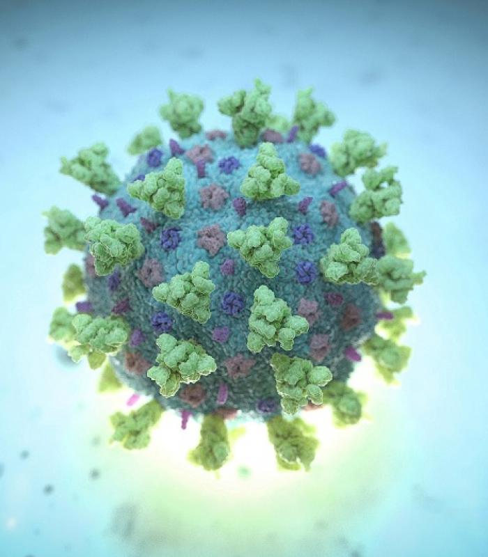 A computer image shows a model structurally representative of a betacoronavirus which is the type of virus linked to Covid-19. Reuters