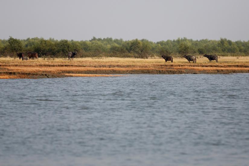 Buffalos are seen in the Bhasan Char island in the Bay of Bengal, Bangladesh, February 2, 2017. Picture taken February 2, 2017. REUTERS