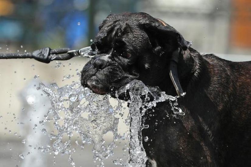 A dog drinks water at a fountain during a hot summer day in Brussels, Belgium, July 24, 2019. REUTERS