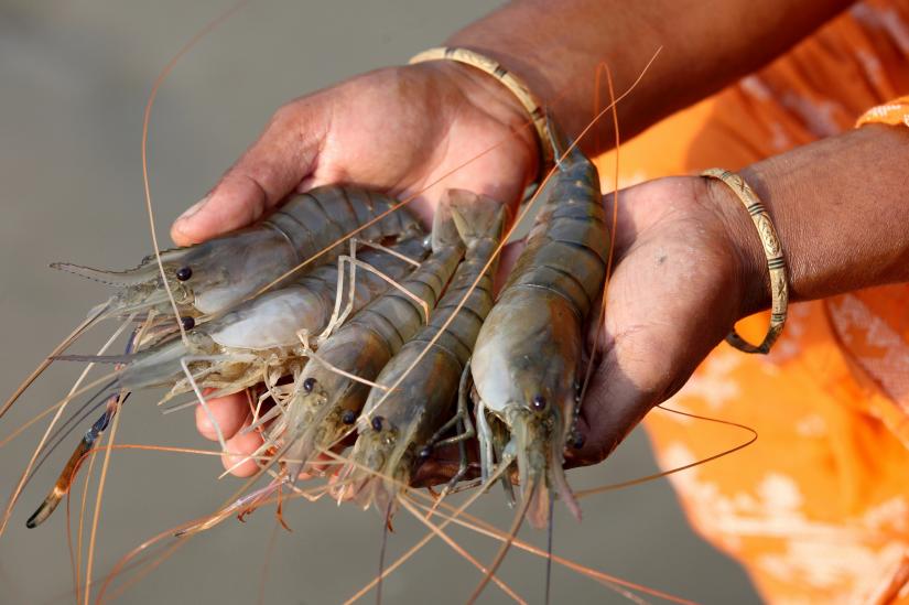 This 2014 photo shows a woman caught shrimps from her pond in Khulna FLICKR/WorldFish