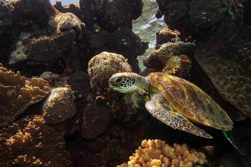 A green turtle swims through corals on the Great Barrier Reef off the coast of Cairns, Australia Oct 25, 2019. REUTERS