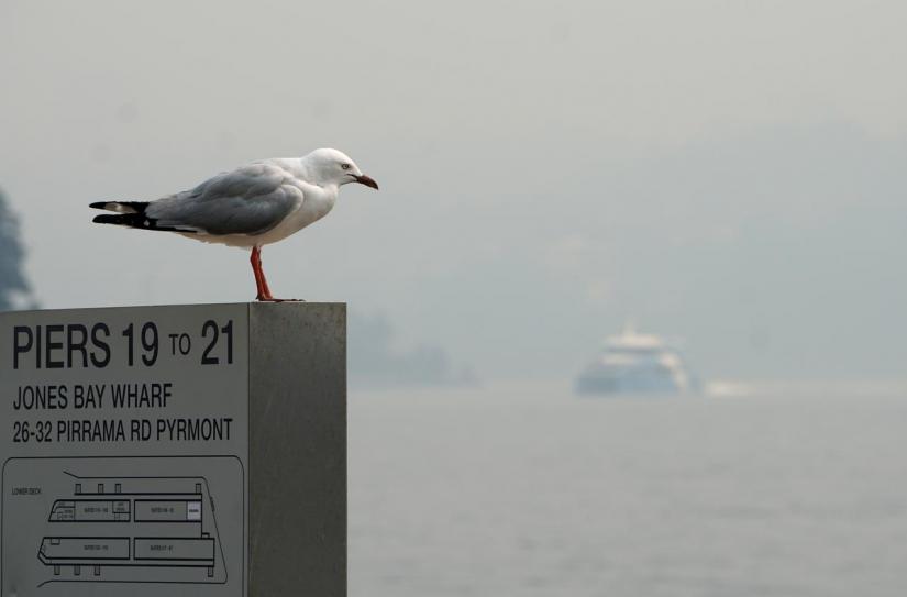 A seagull perches on a sign as a ferry can be seen through smoke haze from bushfires, in Sydney, Australia, Dec 10, 2019. REUTERS