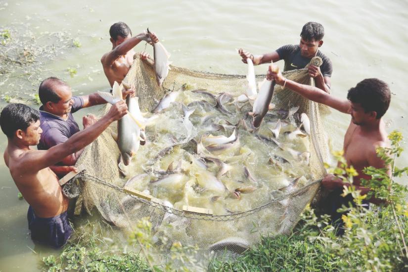 Firshermen catching fish at a river in Bangladesh. File Photo/Syed Zakir Hossain