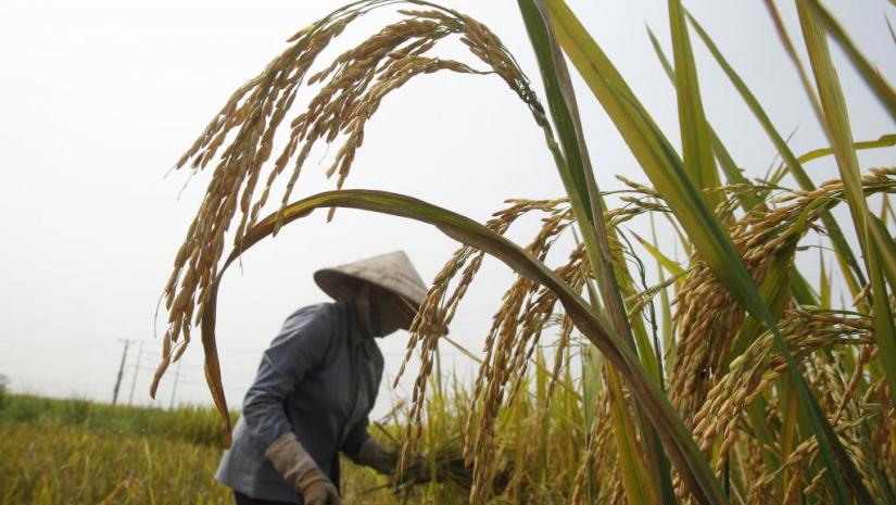 A farmer harvests rice at a paddy field outside Hanoi October 11, 2012 REUTERS/File Photo