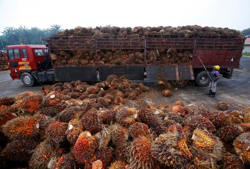 FILE PHOTO: A worker unloads palm oil fruits from a lorry inside a palm oil factory in Salak Tinggi, outside Kuala Lumpur, Malaysia, August 4, 2014. REUTERS