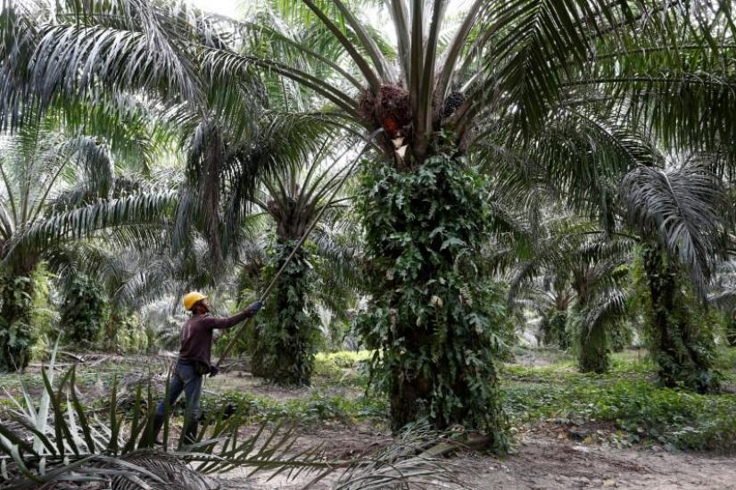 FILE PHOTO: A worker collects palm oil fruits at a plantation in Bahau, Negeri Sembilan, Malaysia January 30, 2019. Picture taken Jan 30, 2019. REUTERS