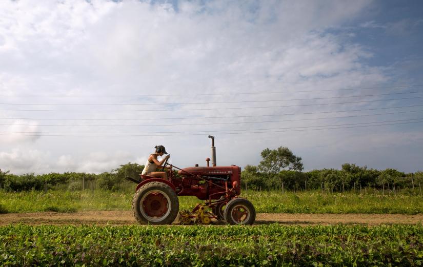 A woman drives a tractor as she weeds and transplants crops on the farm in Amagansett, New York, on July 26, 2019. REUTERS/File Photo