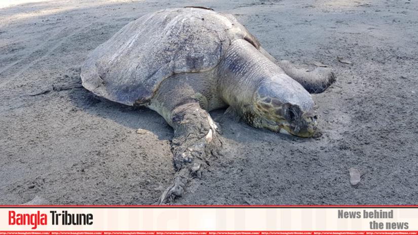 Dolphins, turtles dying in Saint Martin 
