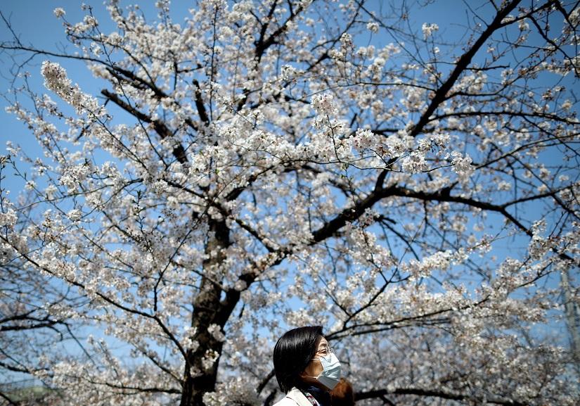 A woman wearing a protective face mask following an outbreak of the coronavirus disease (COVID-19) walks past under blooming cherry blossoms in Tokyo, Japan March 26, 2020. REUTERS